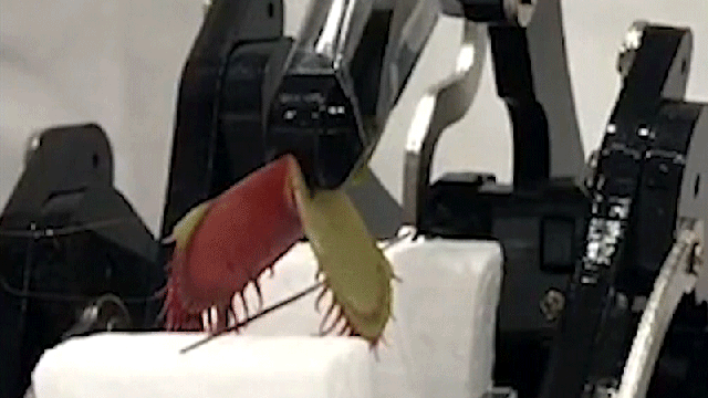 Researchers Turned a Living Venus Flytrap Into a Cyborg Robotic Gripper