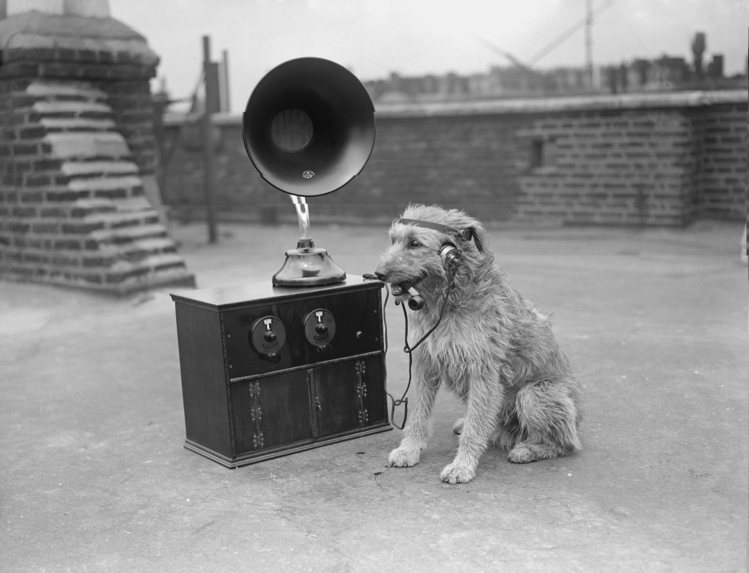 It's hard to know exactly what dogs hear when we talk to them. (Photo: Photo by Fox Photos/Getty Images, Getty Images)