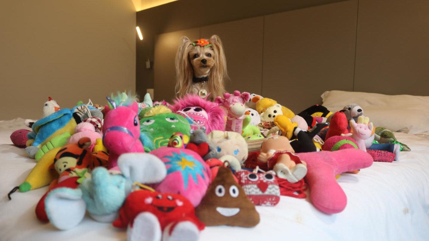 Vicky Nina, a clever dog, with her toys. (Photo: Claudia Fugazza)