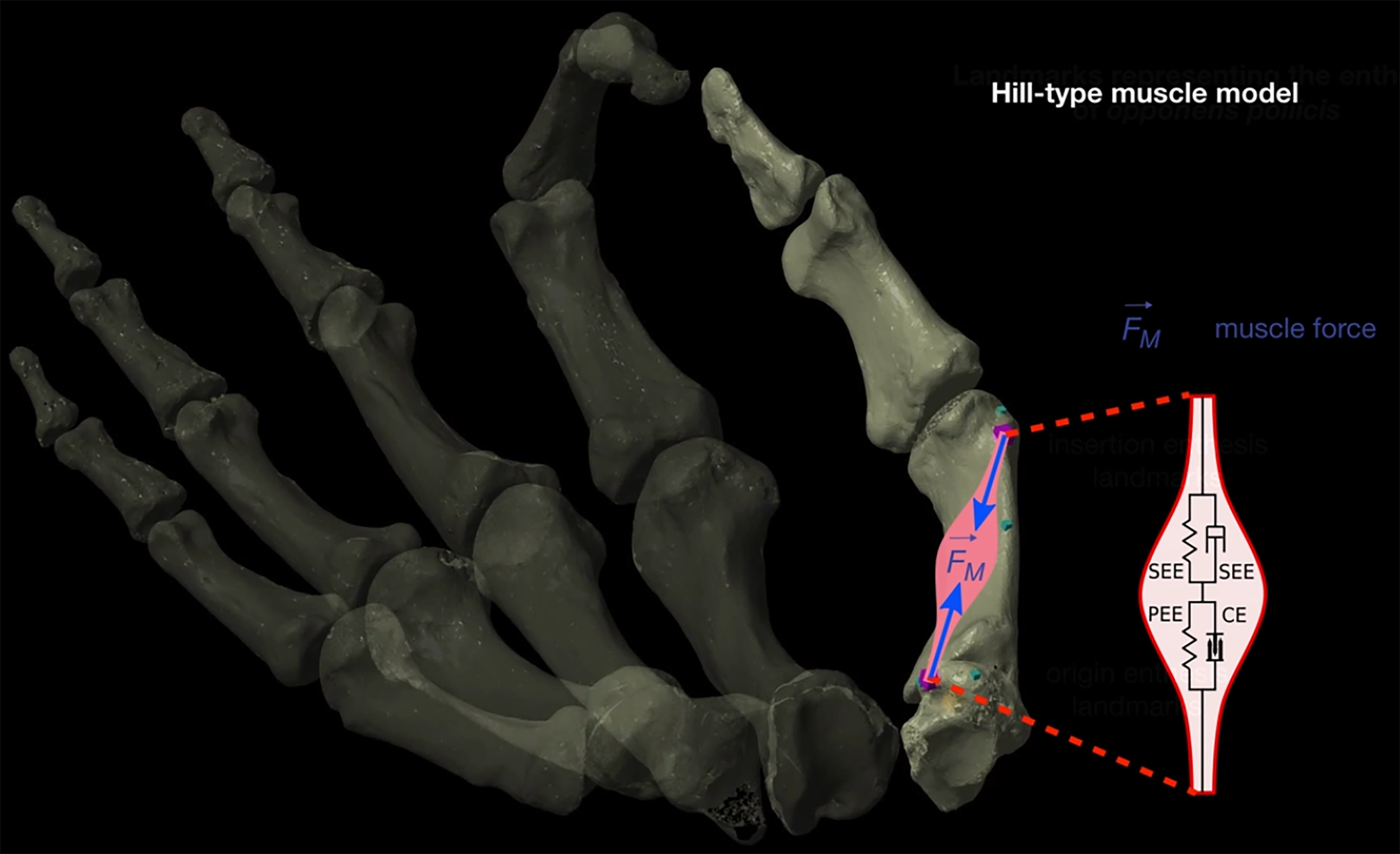 Image showing the muscle model used to calculate the biomechanical efficiency of thumbs.  (Image: Katerina Harvati, Alexandros Karakostis, Daniel Haeufle)
