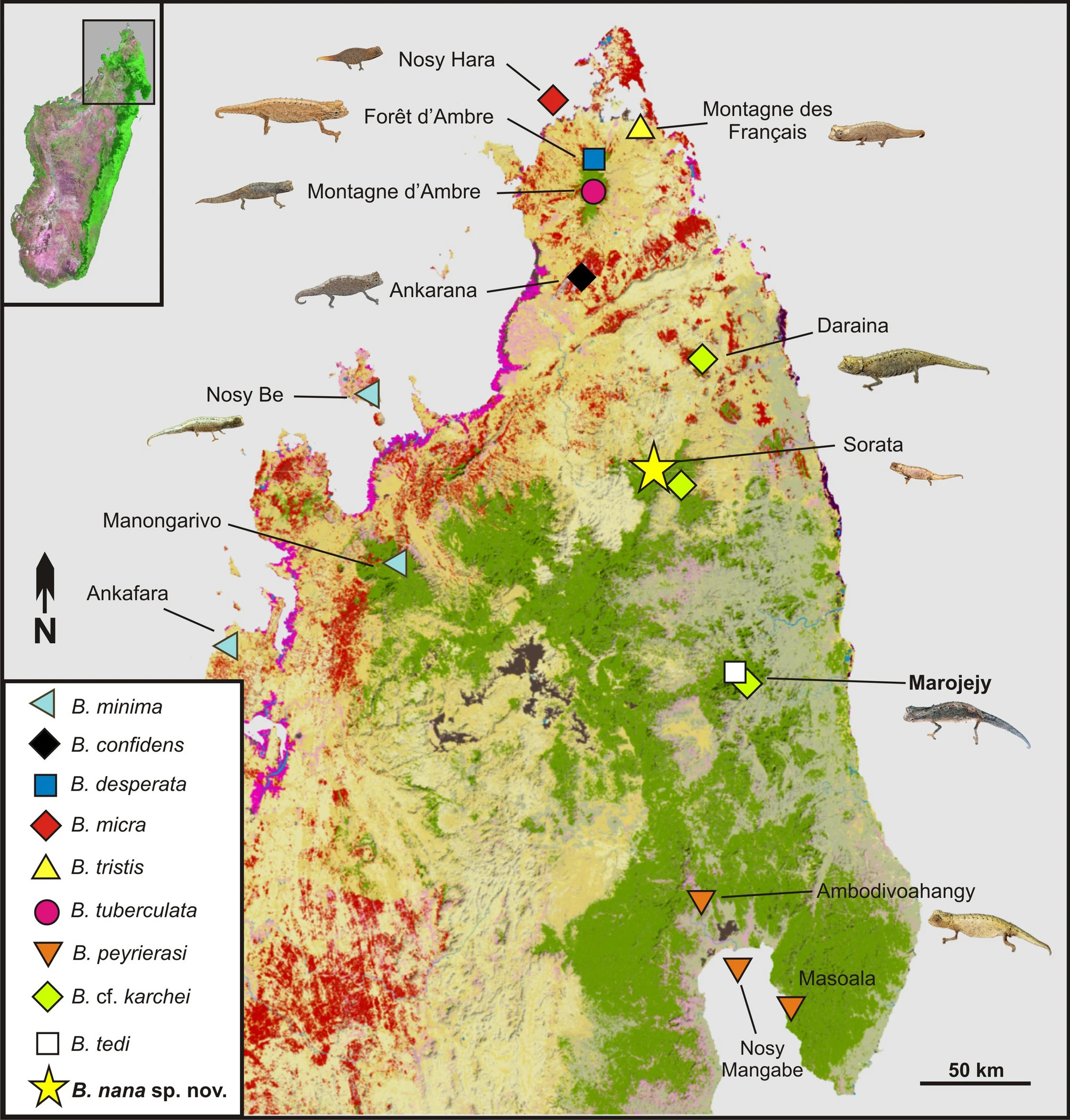  A spread of Brookesia species in Northern Madagascar. (Graphic: Glaw et al. 2021, Other)