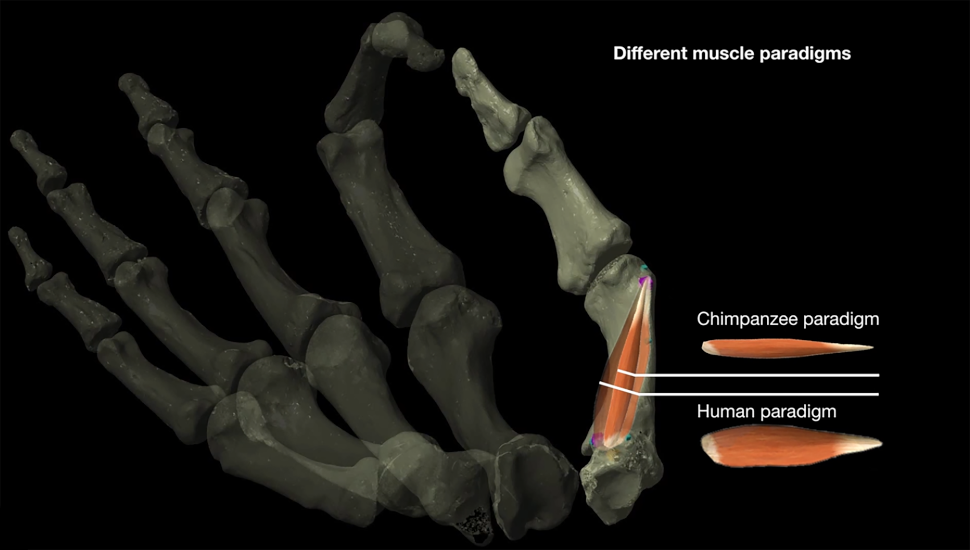 Image showing the difference between human and chimpanzee thumb muscles.  (Image: Katerina Harvati, Alexandros Karakostis, Daniel Haeufle)