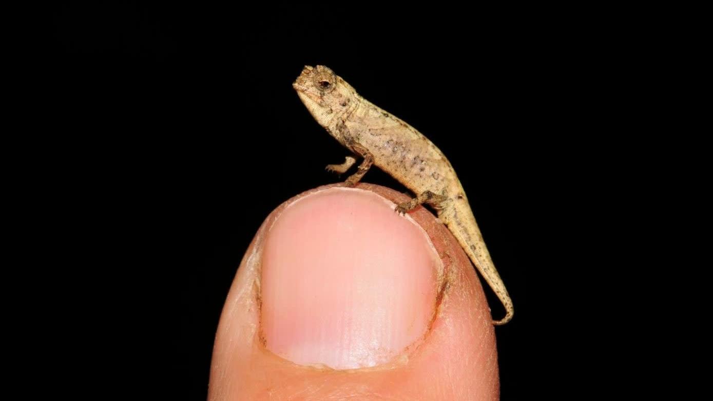 Brookesia nana is one of the smallest vertebrates on the planet. (Photo: Glaw et al, Scientific Reports 2021)