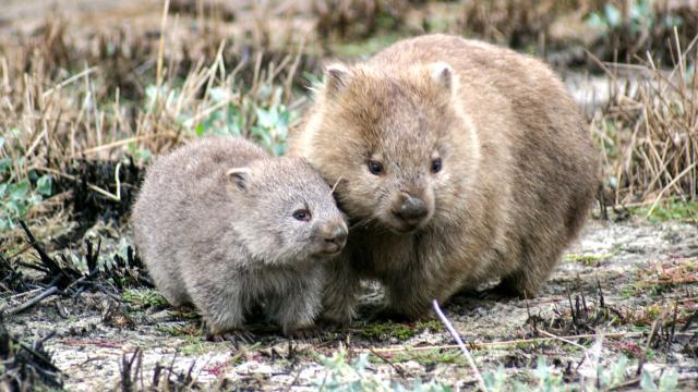 Scientists Learn Even More About Wombats and Their Beautiful Cubed Poop