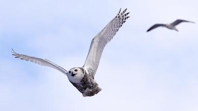 Central Park’s Rare Snowy Owl Visitor Shows Why We Must Conserve Land Everywhere