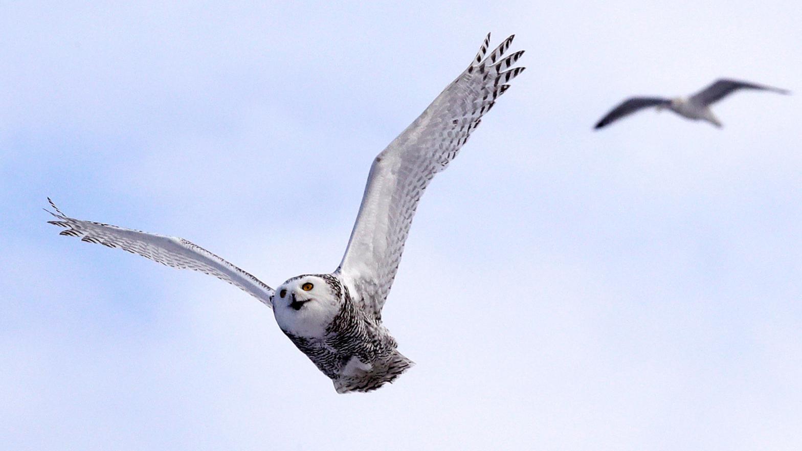 In this Dec. 14, 2017 photo, a snowy owl flies past a seagull after being released along the shore of Duxbury Beach in Duxbury, Massaschusetts. (Photo: Charles Krupa, AP)