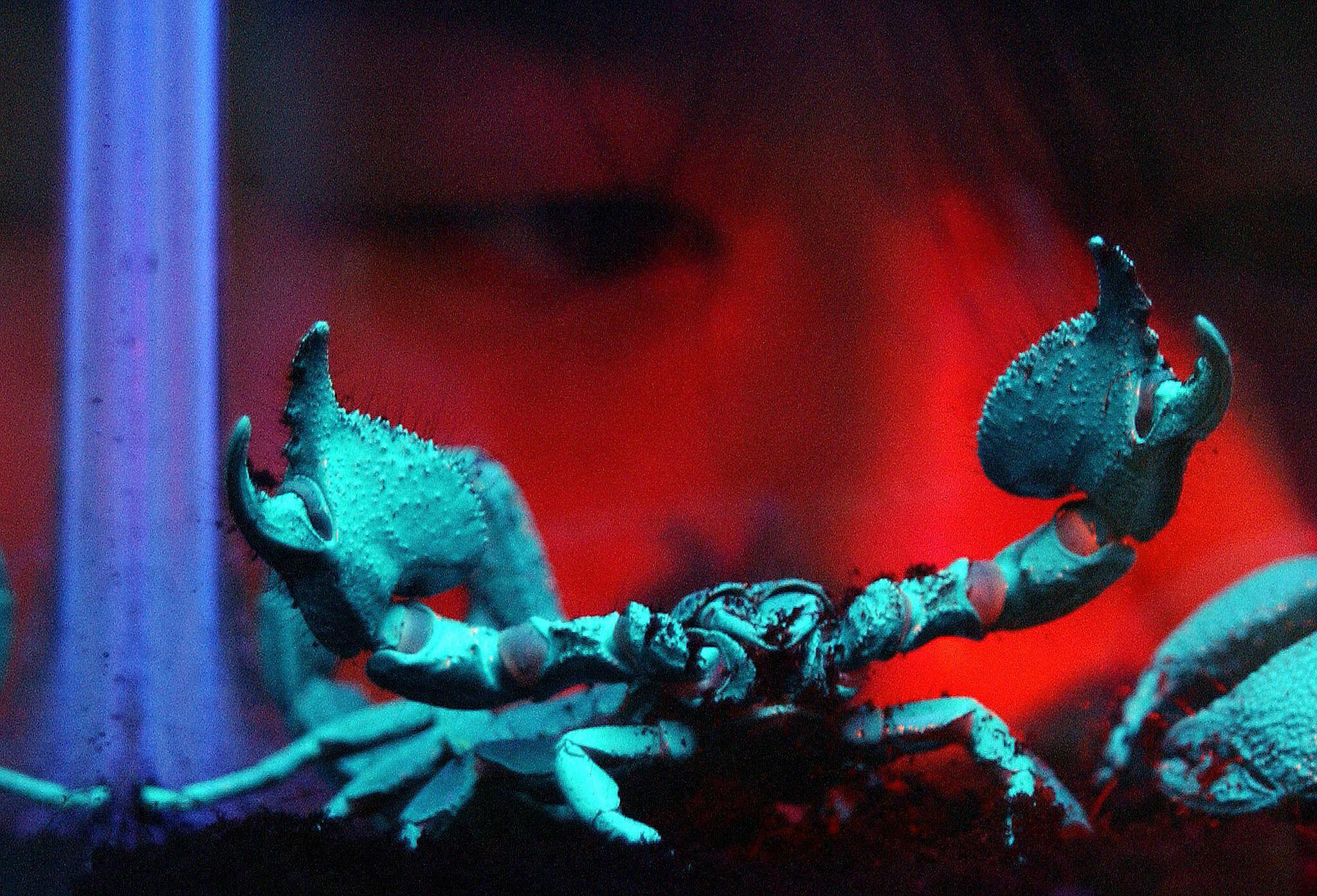 Scorpions fluoresce under ultraviolet light and can handle large doses of radiation. (Photo: SAM YEH/AFP via Getty Images, Getty Images)