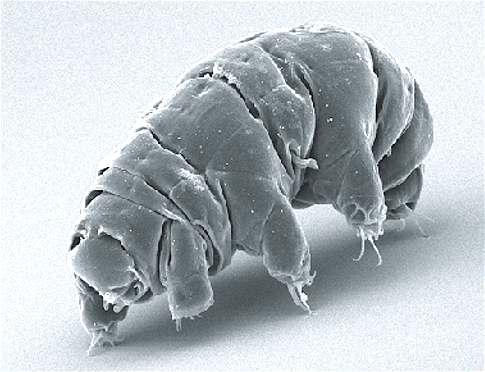 A microscope image of tardigrade. (Image: Schokraie E, Warnken U, Hotz-Wagenblatt A, Grohme MA, Hengherr S, et al. PLoS One (2012))