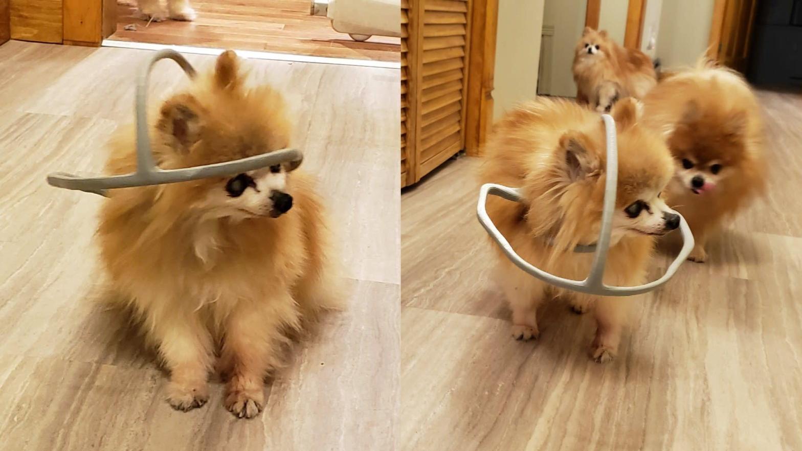 Sienna, a Pomeranian who is old enough to vote and weighs just 2 lbs (0.9 kg), is pictured wearing a 3D-printed safety hoop made by her owner, Chad Lalande. The device attaches to her harness and keeps her from banging into walls, but definitely took some getting used to, he said.  (Photo: Chad Lalande)