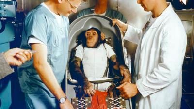 The Life and Death of the First Space Chimp
