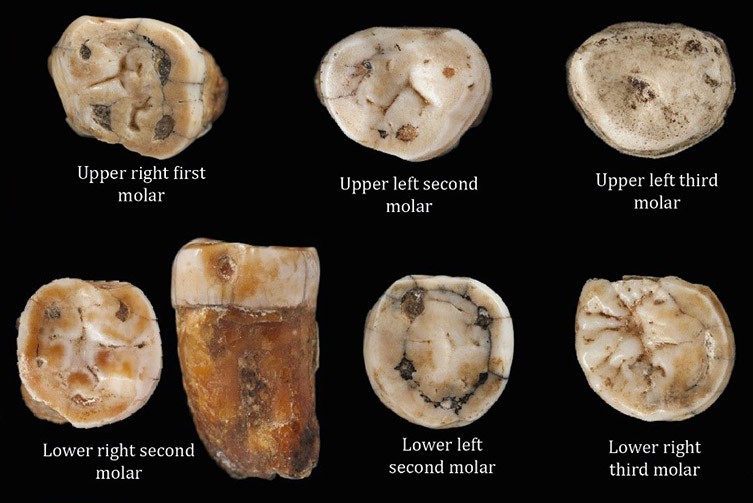 Some of the teeth analysed in the study.  (Image: Natural History Museum)