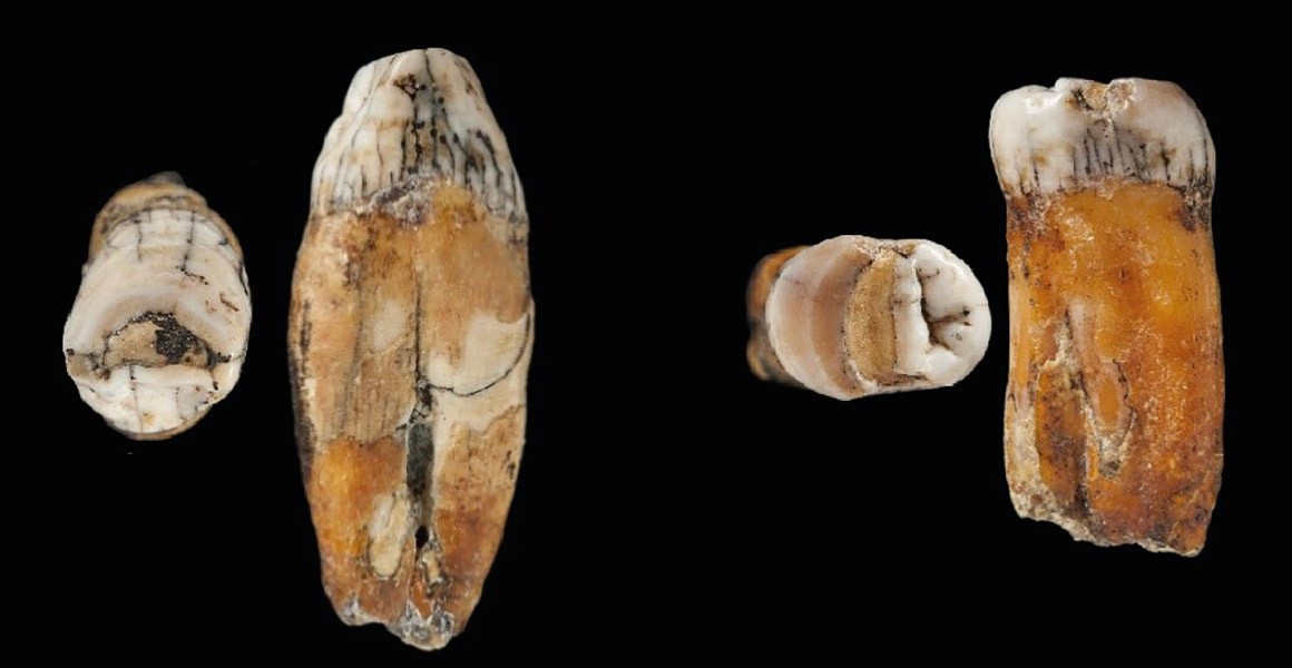 Two of the Neanderthal teeth found on the island of Jersey.  (Image: Natural Museum of History)