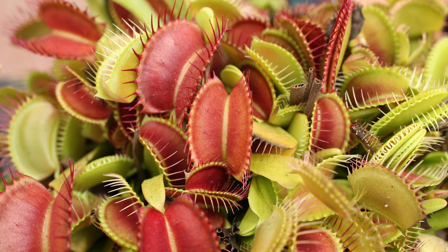 These predatory plants are more than meets the eye. (Photo: Adam Berry/Getty Images, Getty Images)