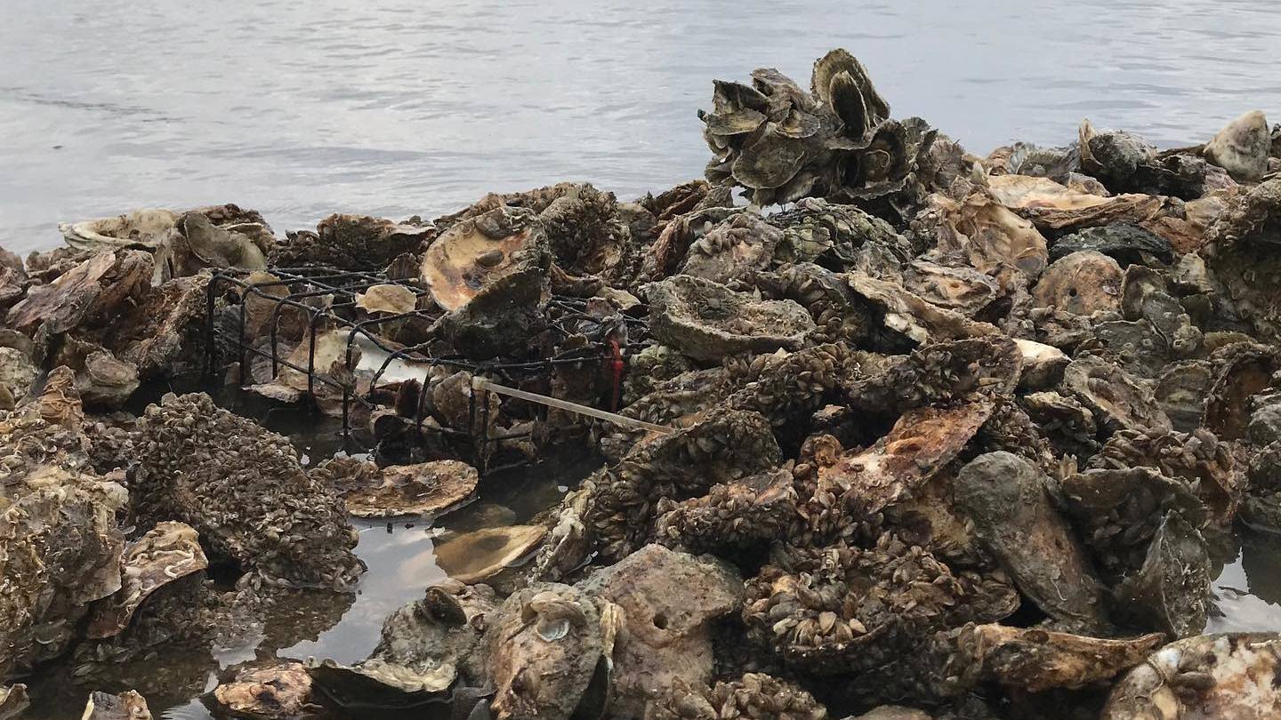 A Program Is Turning Discarded Oyster Shells Into Treasure