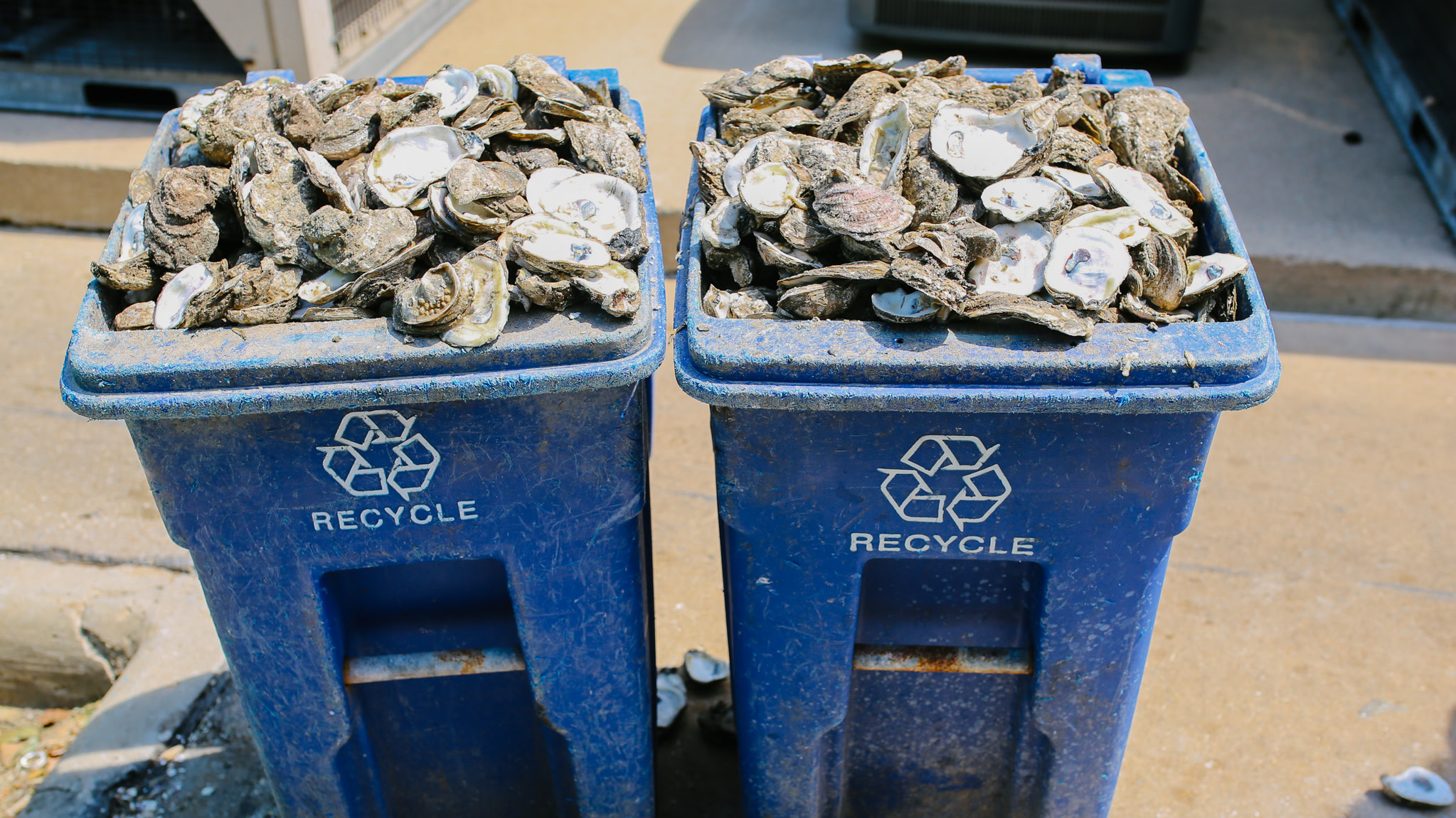 A Program Is Turning Discarded Oyster Shells Into Treasure