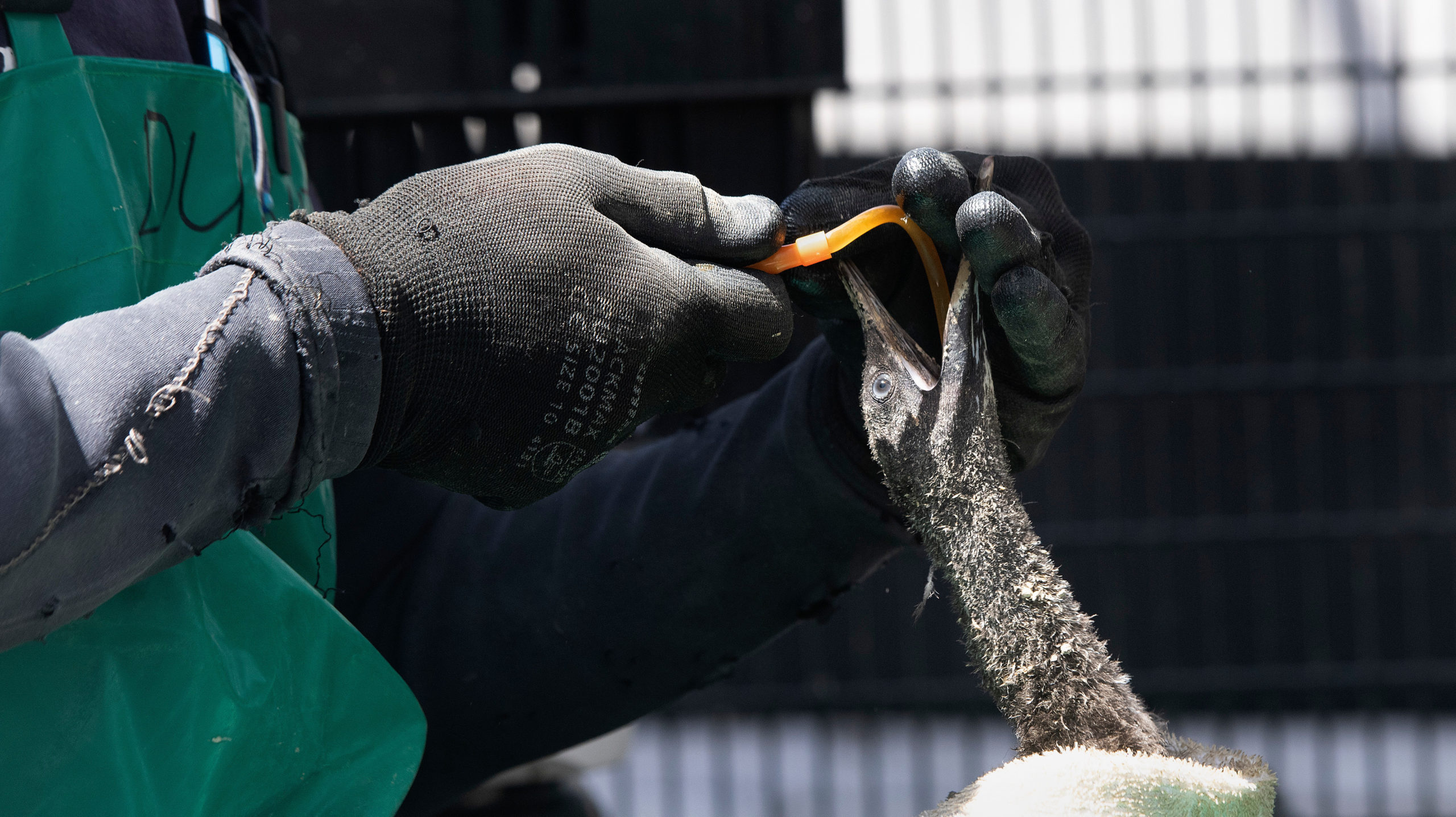 A volunteer gives a mixture of water and supplements to one of the 1,200 Cape cormorant chicks. (Photo: Rodger Bosch / AFP, Getty Images)