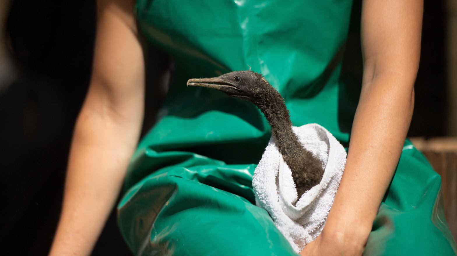 A volunteer gets ready to feed one of rescued Cape cormorant chicks. (Photo: Rodger Bosch / AFP, Getty Images)