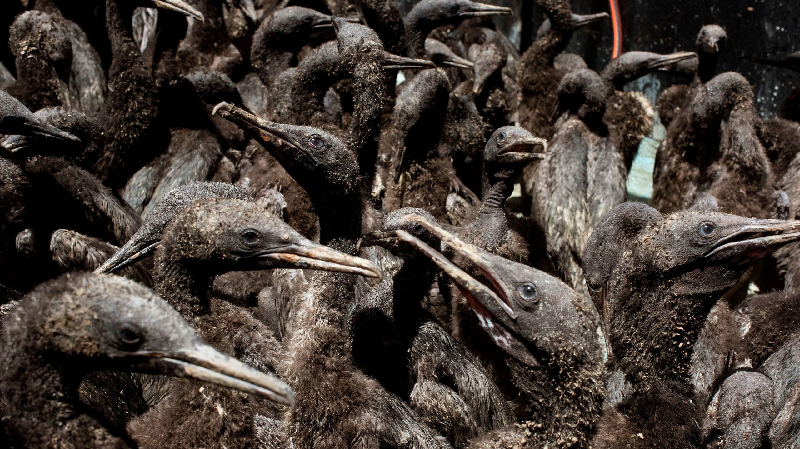 The foundation is taking care of nearly 1,200 Cape cormorant chicks. (Photo: Rodger Bosch / AFP, Getty Images)