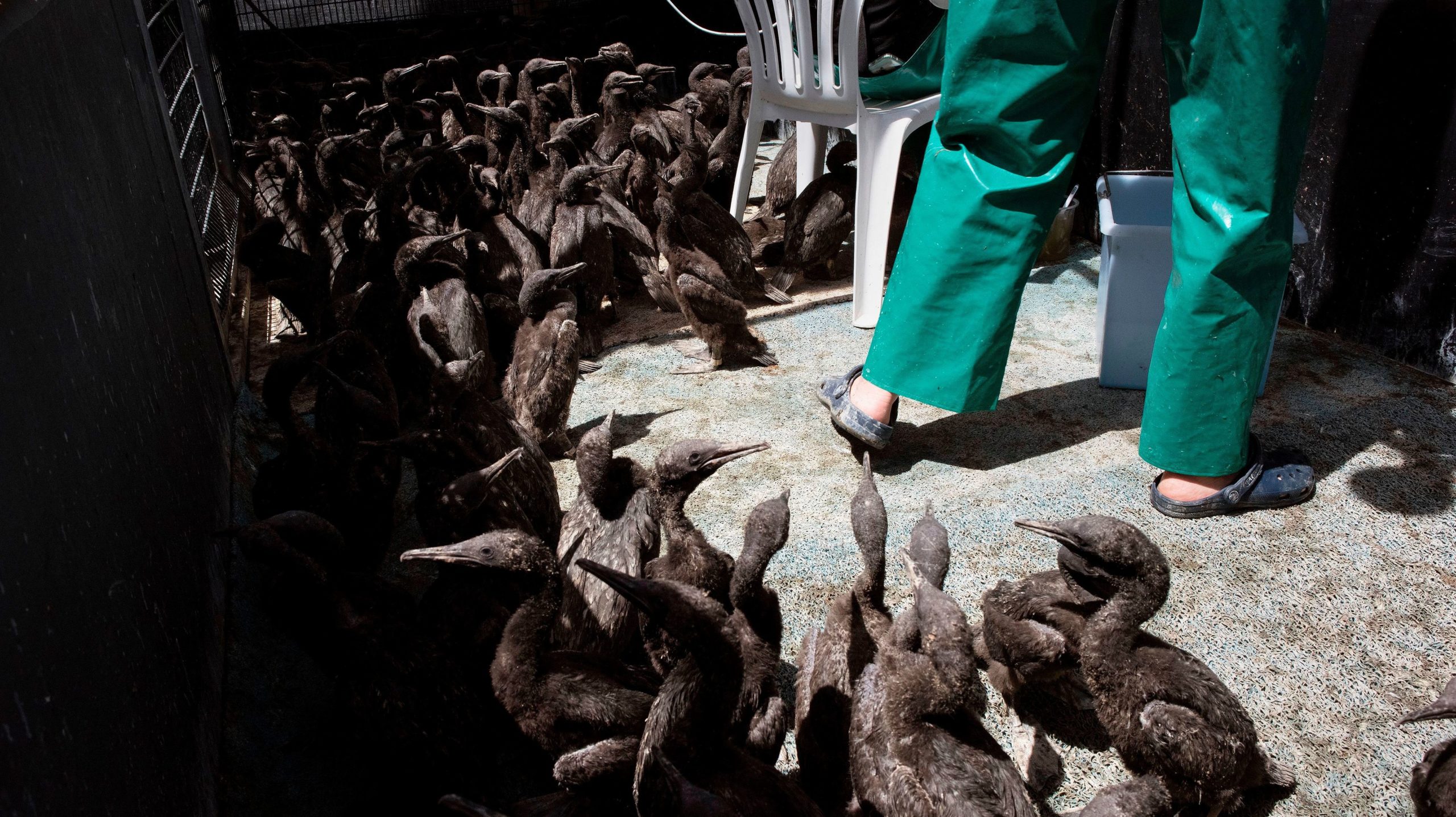 A volunteer cleans out an adjoining enclosure next to some of the Cape cormorant chicks. (Photo: Rodger Bosch / AFP, Getty Images)