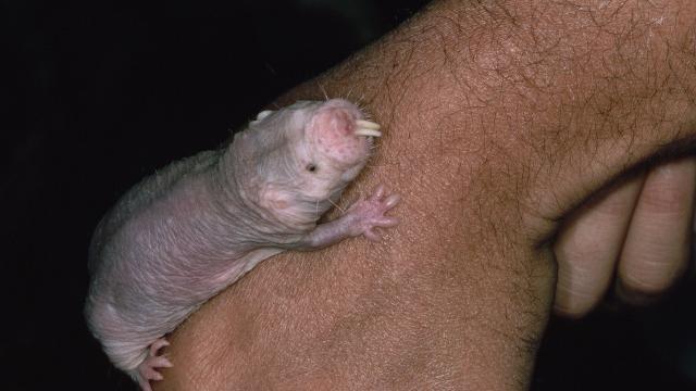 Naked Mole-Rats Speak in Dialects Unique to Their Colony