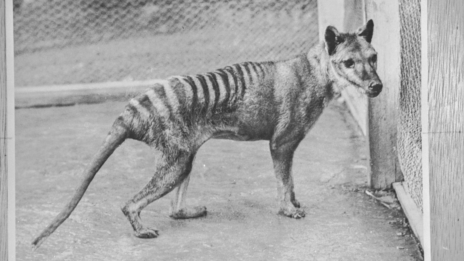 Thylacine at Hobart Zoo, 1936 (Photo: Ben Sheppard)