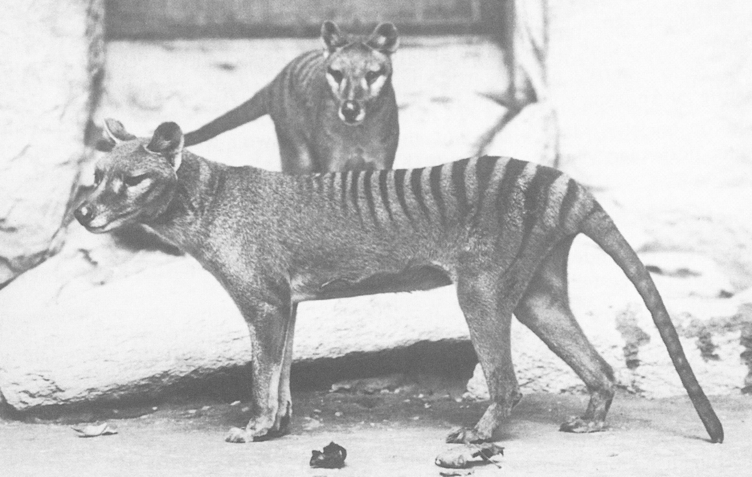 A male and female thylacine at the National Zoo in Washington D.C., 1902. (Photo: E.J. Keller)