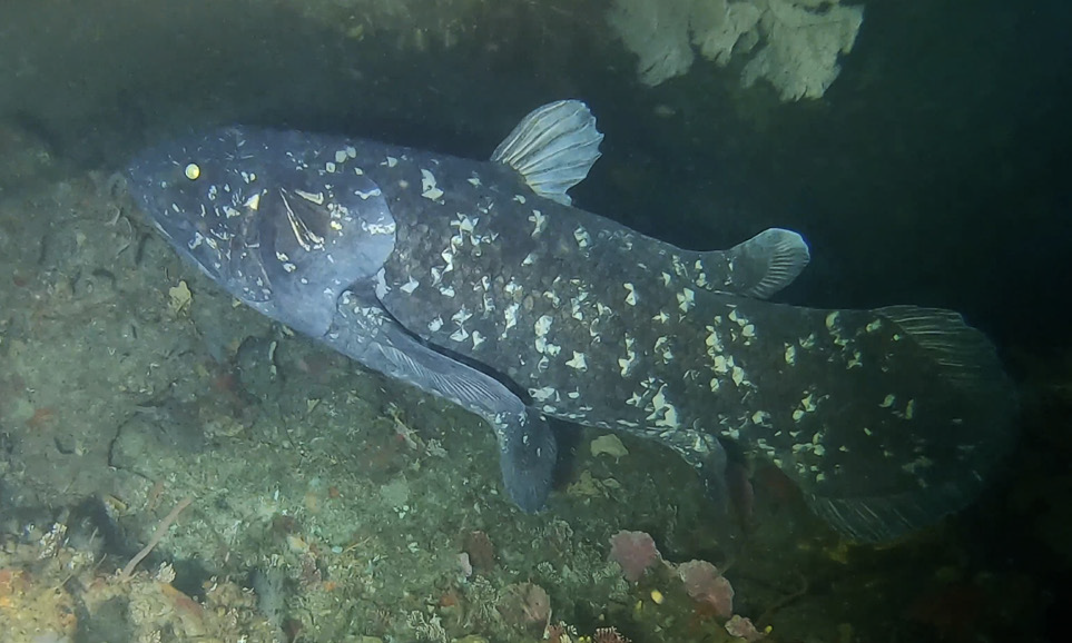 A rare sighting of a live coelacanth, captured off the coast of South Africa in 2019.  (Image: Bruce Henderson)