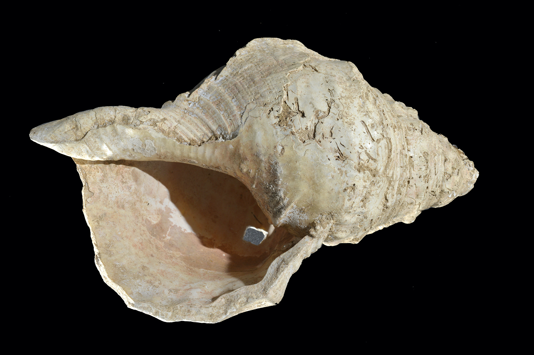 A 17,000-year-old conch shell horn from the south of France. (Photo: C. Fritz, Muséum d’Histoire naturelle de Toulouse)