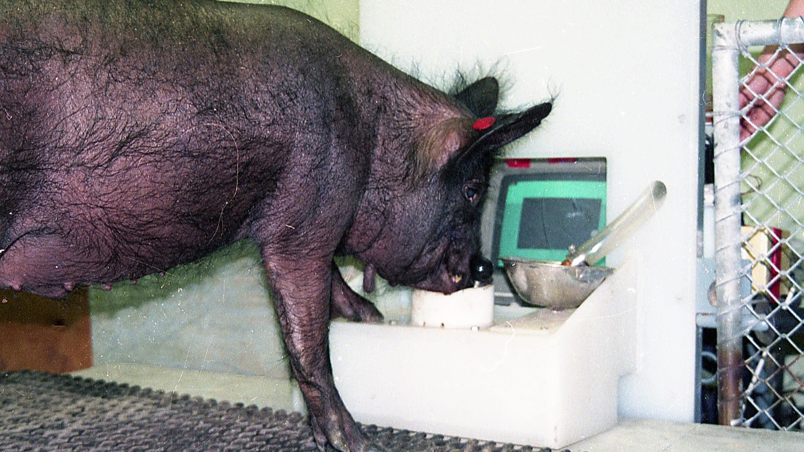 Video Game-Playing Pigs Stretch Our Concepts of Animal Intelligence