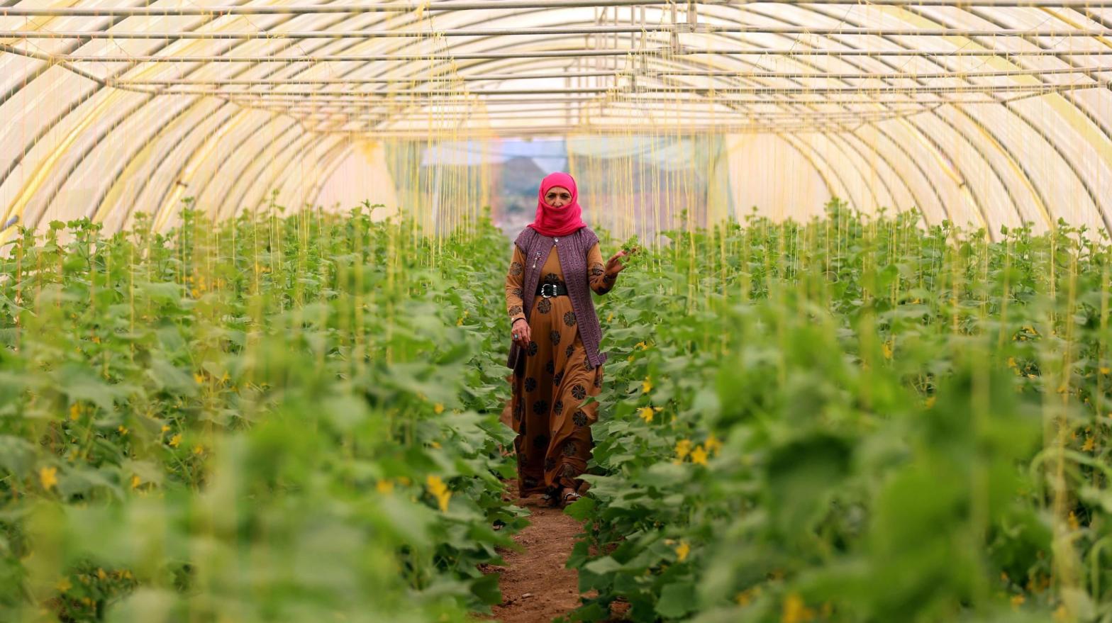 A displaced Iraqi woman, who fled violence in the northern city of Tal Afar, tends to the cucumber vines inside a plastic greenhouse at the Bahrka refugee camp located in the Kurdish autonomous region in northern Iraq on May 20, 2017. (Photo: Safin Hamed/AFP, Getty Images)