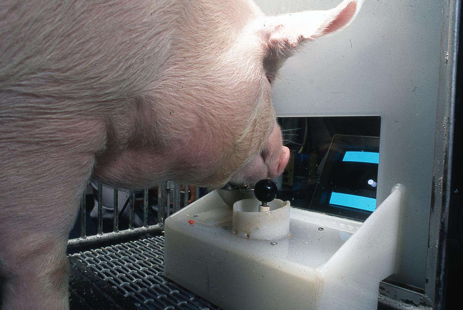 A Yorkshire pig operating a joystick to move a dot on the screen. (Photo: Eston Martz / Pennsylvania State University)