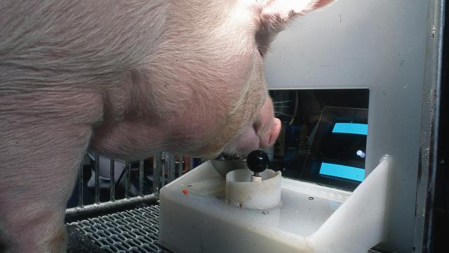 Video Game-Playing Pigs Stretch Our Concepts of Animal Intelligence