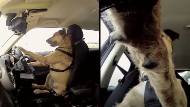 I’m Obsessed With These Dogs That Can Drive Cars