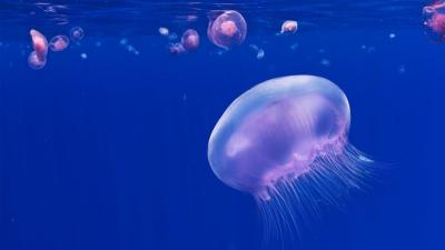 Robot Jellyfish Could Help Service Offshore Windfarms