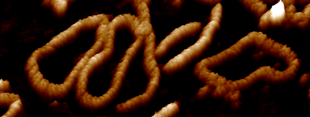Atomic force microscopy image of a DNA molecule.  (Image: A. L. B. Payne et al., 2021/Nature Communications)