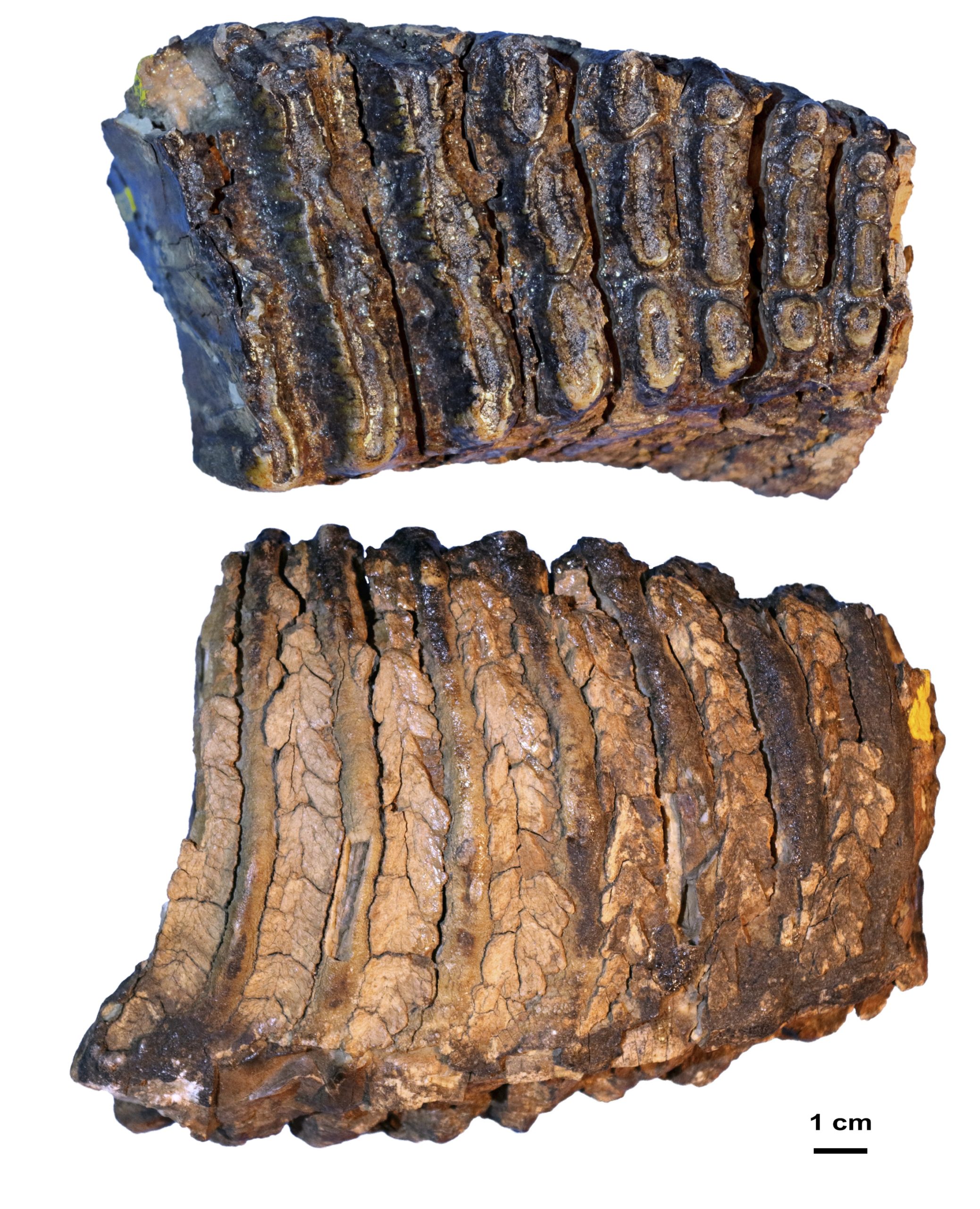 Adycha molar specimen, approximately 1 million to 1.2 million years old. (Photo: Pavel Nikolskiy)
