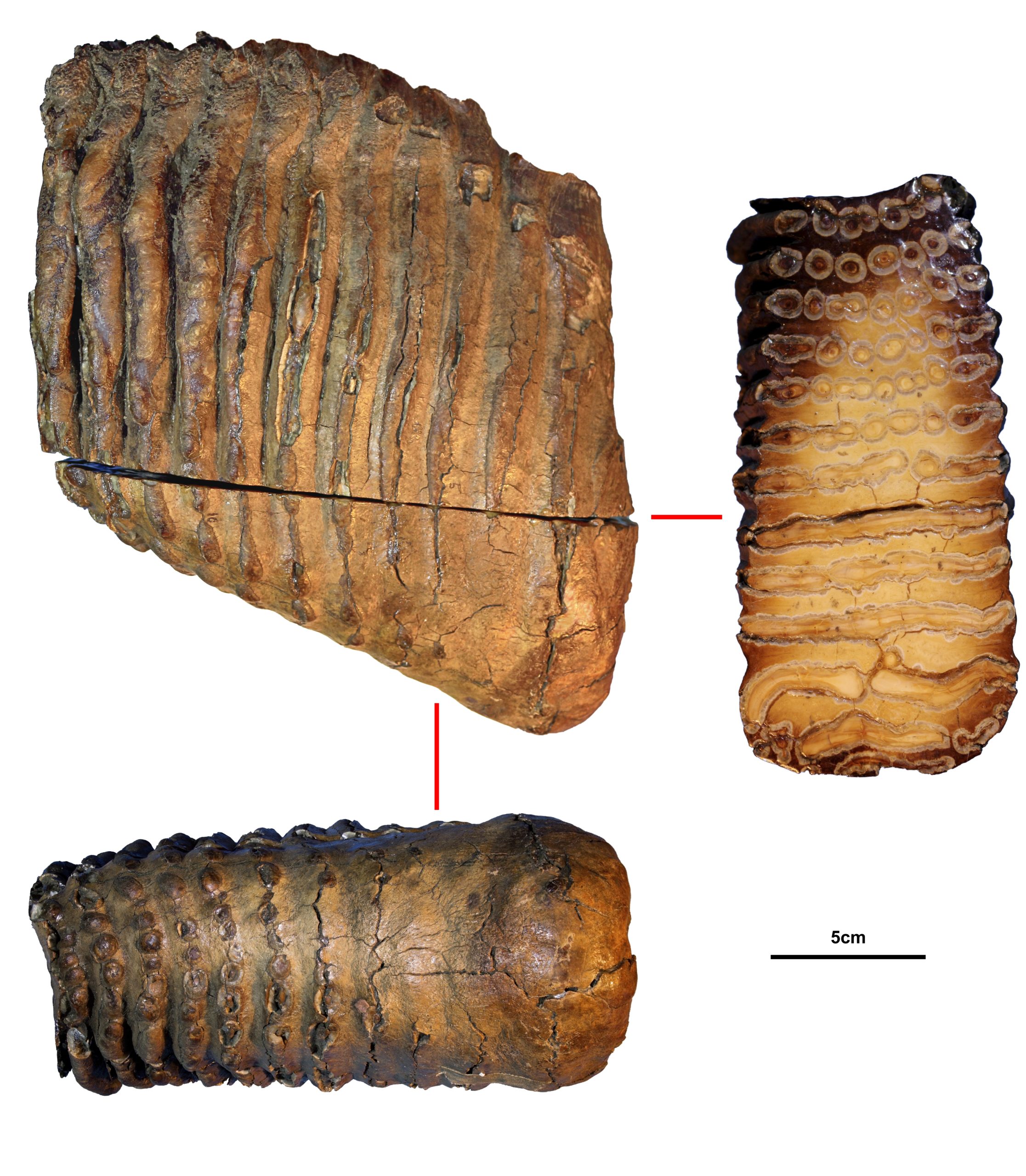 Krestokva molar specimen, approximately 1.1 million to 1.2 million years old. (Photo: Pavel Nikolskiy)