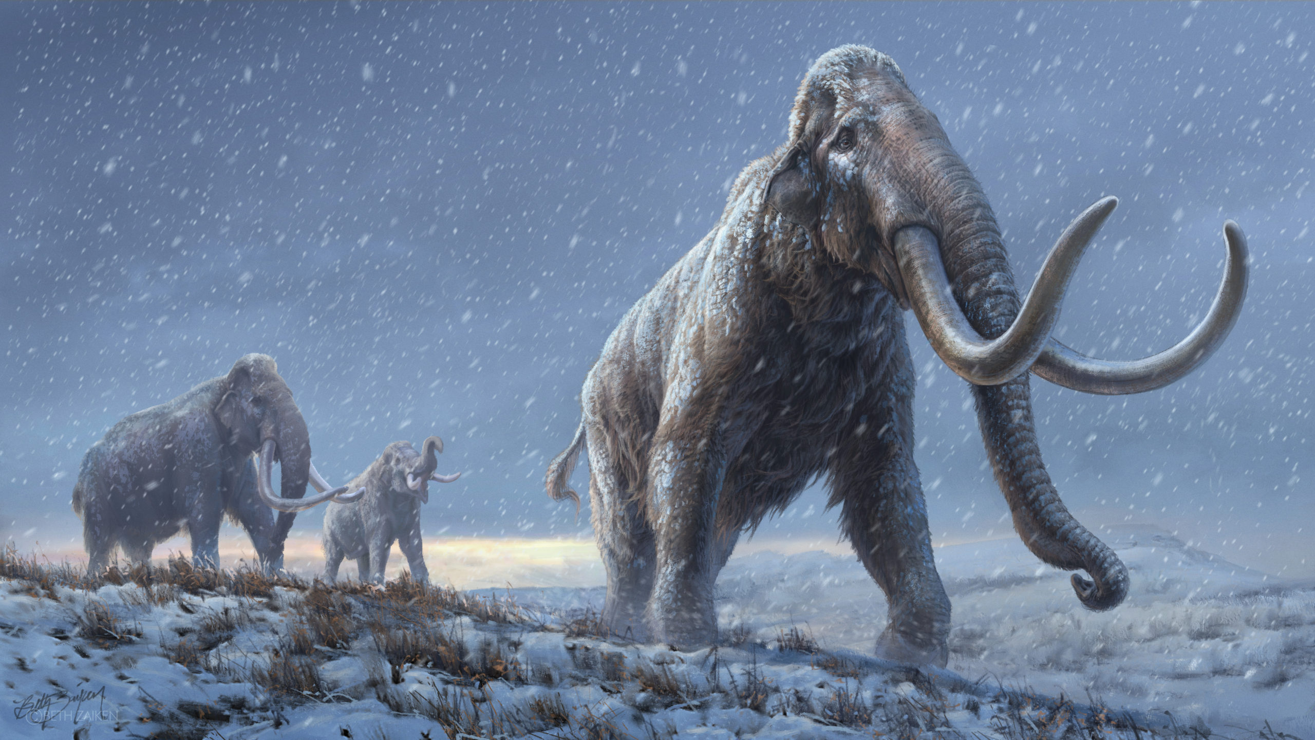 An artist's conception of the steppe mammoths that preceded woolly mammoths. The illustration was created with insights from the new genetic data. (Illustration: Beth Zaiken/Centre for Palaeogenetics)