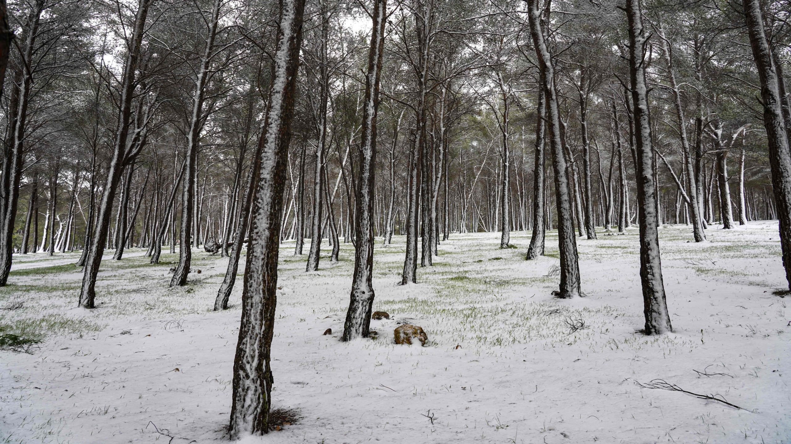 This picture taken on February 16, 2021 shows a view of a snowy forest area in the Sidi al-Hamri region of Libya's eastern Jebel Akhdar (Green Mountain) upland region. (Photo: AFP, Getty Images)