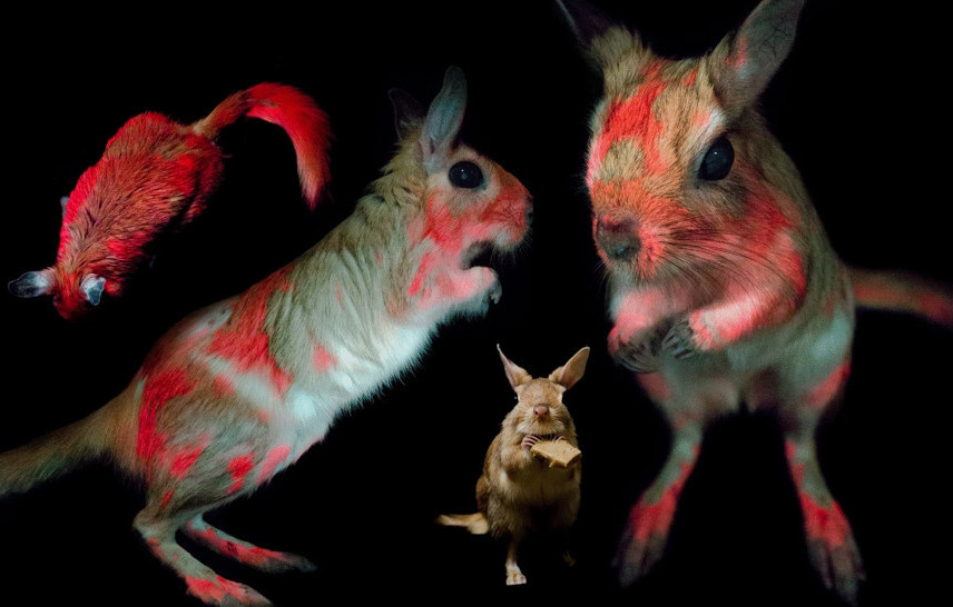 Live springhares as seen under UV light (except the one at centre bottom).  (Image: E. R. Olson et al., 2021/Scientific Reports)