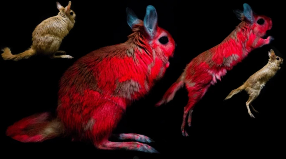 Springhares shown under normal lighting and UV lighting conditions.  (Image: E. R. Olson et al., 2021/Scientific Reports)