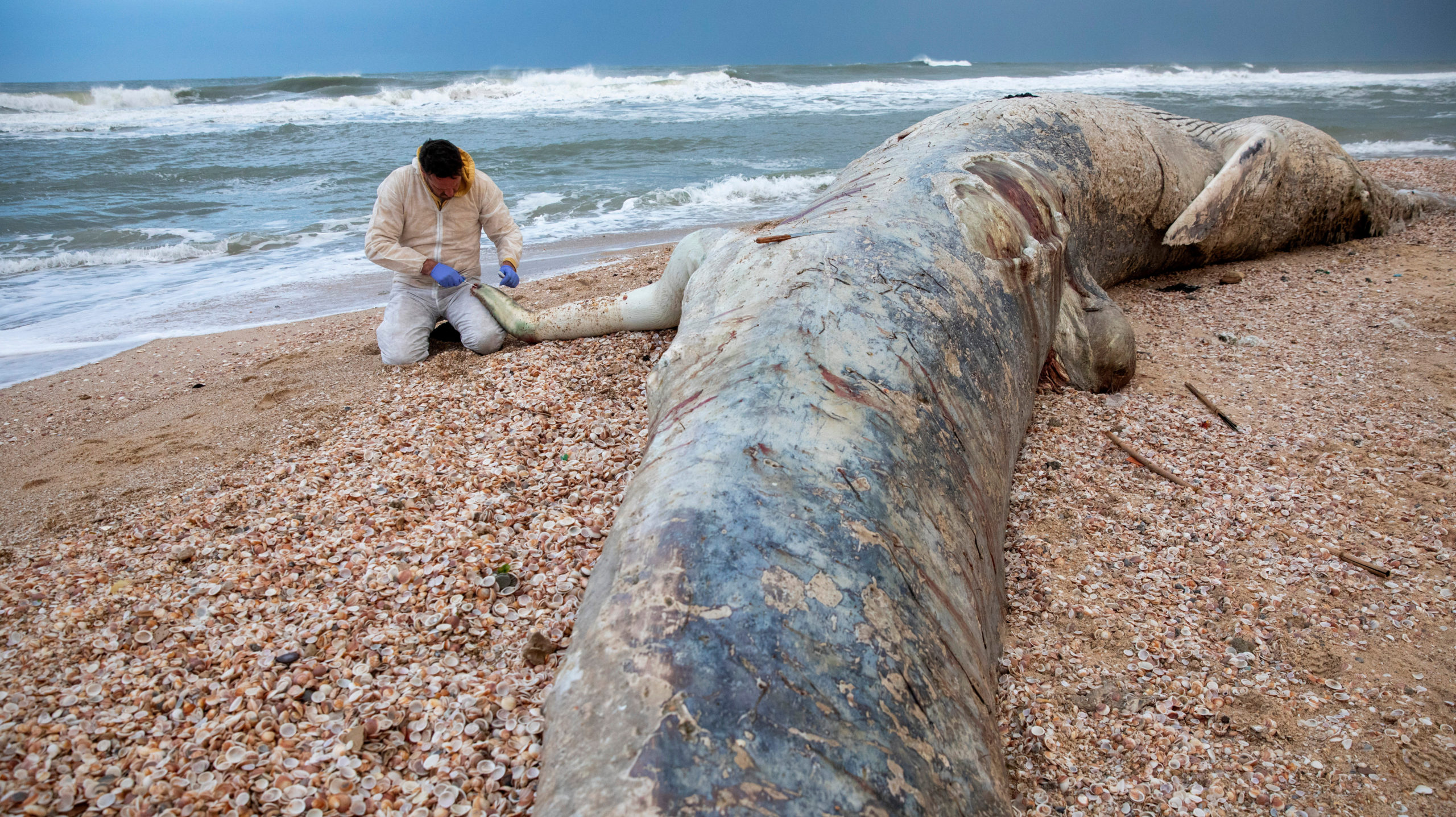A marine veterinarian takes samples from a dead fin whale washed up on a beach in Israel. (Photo: Ariel Schalit, AP)