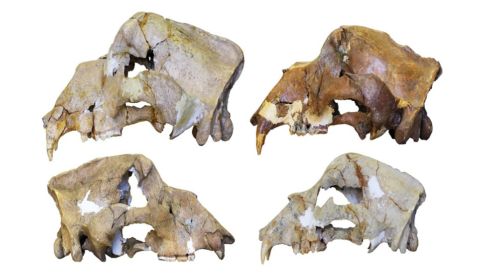 Cave bear skulls found in the Caucasus mountains.  (Image: Gennady Baryshnikov)