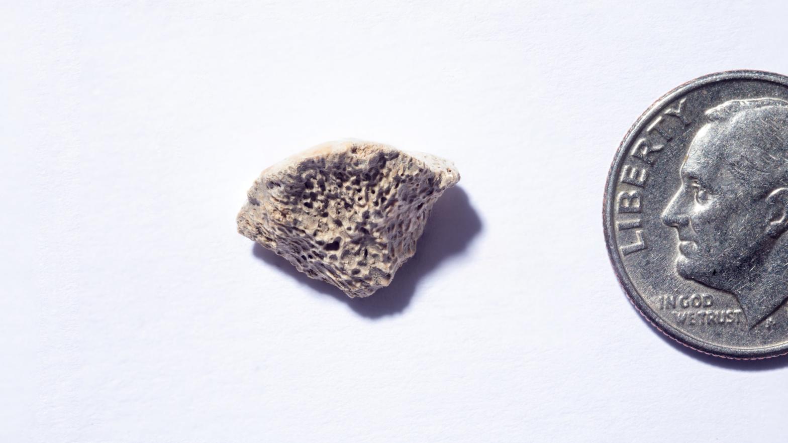 The canine bone fragment, found in Southeast Alaska. (Image: Douglas Levere/University at Buffalo)