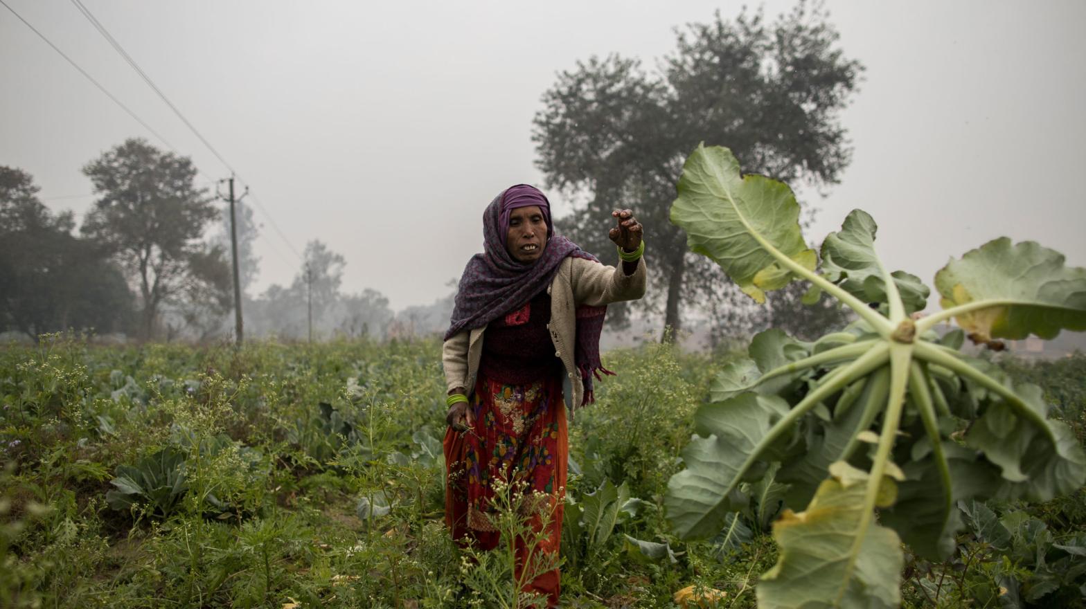 Farmers work in the early morning on a cauliflower farm on Jan. 15, 2021 in Bulandshahr, India. (Photo: Anindito Mukherjee, Getty Images)
