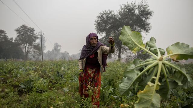 Groundwater Depletion Threatens 20% Of India’s Winter Farmland