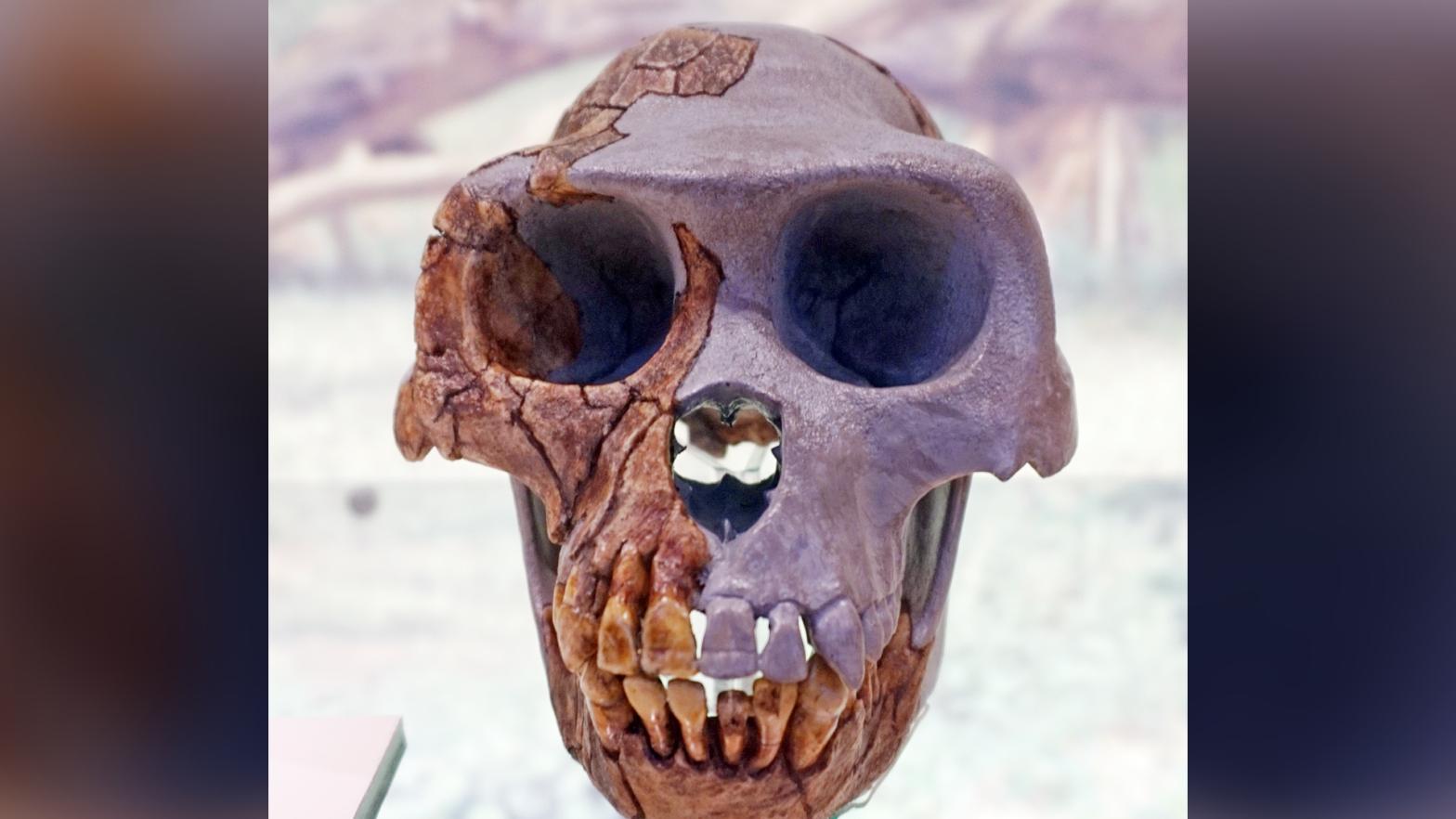 Ardipithecus ramidus skull in National Museum of Natural Sciences of Spain. (Photo: Tiia Monto)
