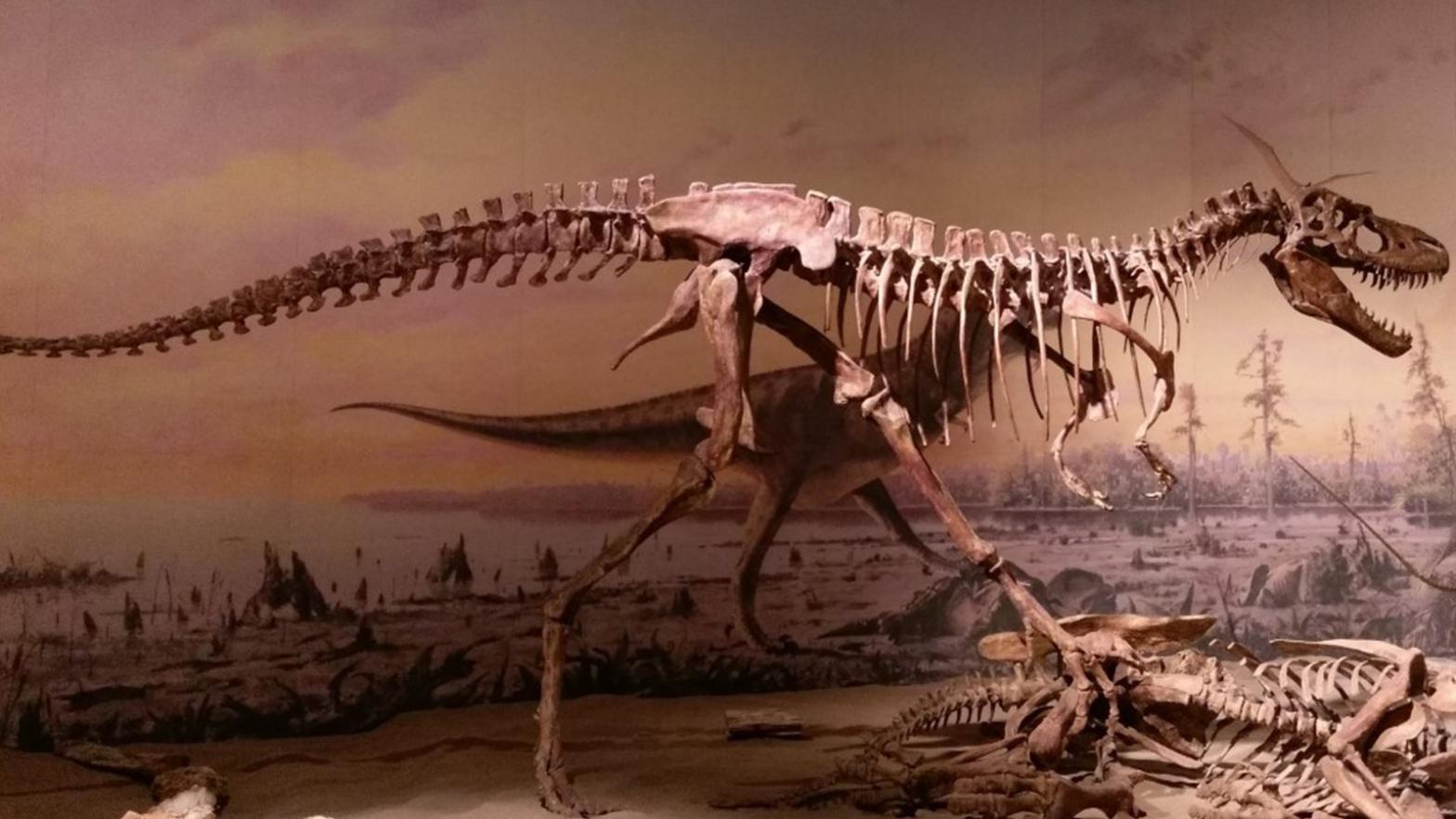 T. rex fossil.  (Image: UNM Biology Department)