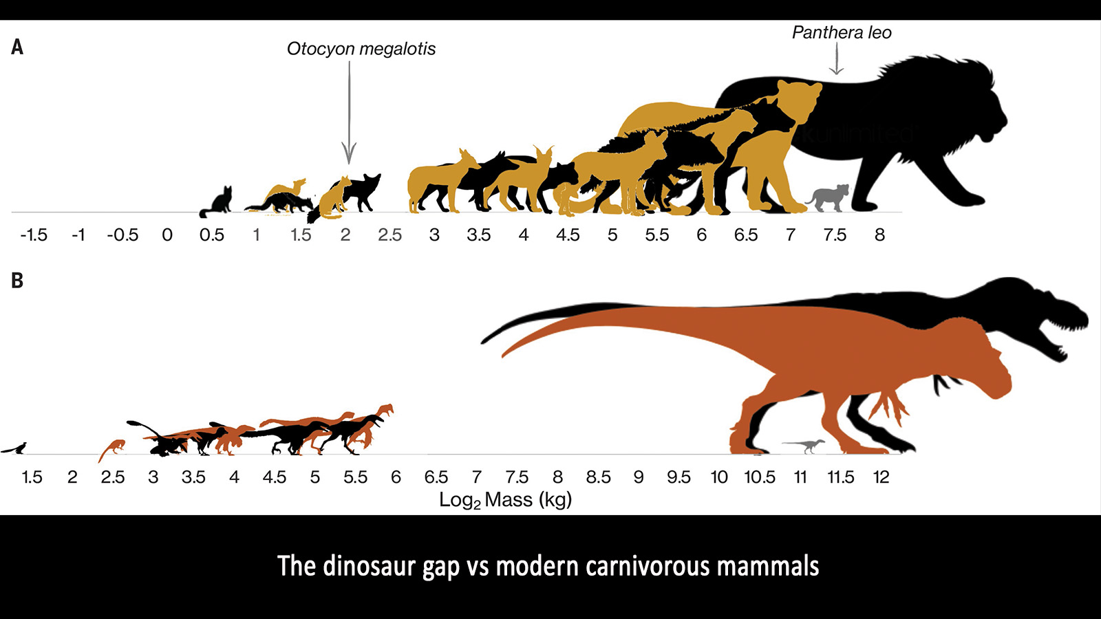 Infographic showing the size distribution among meat-eating mammals and dinosaurs, with a glaring gap among mid-sized dinosaurs.  (Image: UNM Biology Department)