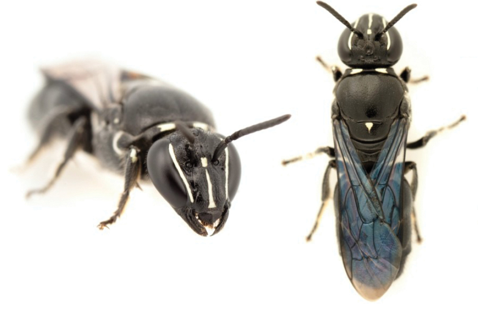 The Australian cloaked bee.  (Image: James Dorey/Journal of Hymenoptera Research)